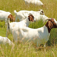 Boer Goats - Image 2