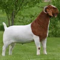 Boer Goats - Image 3