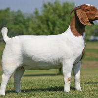 Boer Goats - Image 4