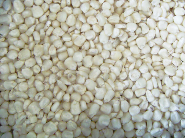 White Maize/Corn - Image 4