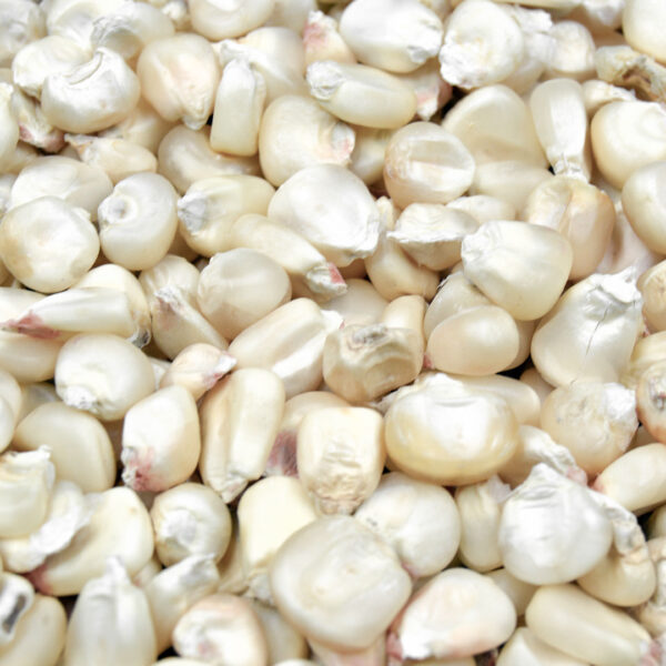 White Maize/Corn